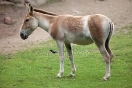 Картинки equus hemionus кулан, Стоковые Фотографии и Роялти-Фри ...